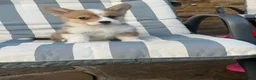 Welsh Corgi Pembroke dogs for sale: 3 Stunning KC Registered Pembroke Corgi Boys  - Advert 18