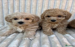 Maltipoo dogs for sale: Blue eyes F1 Maltipoo puppies - Image 3