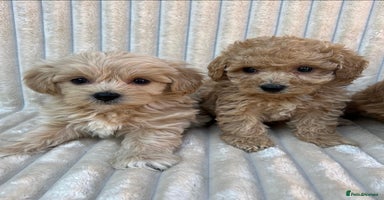 Maltipoo dogs - Advert 6