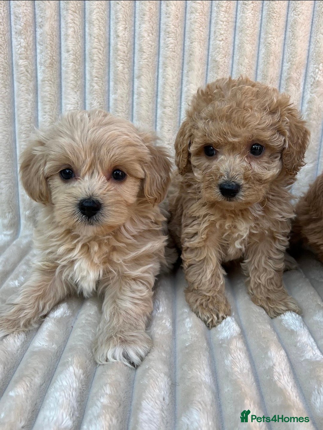 Maltipoo dogs for sale: Blue eyes F1 Maltipoo puppies - Image 3