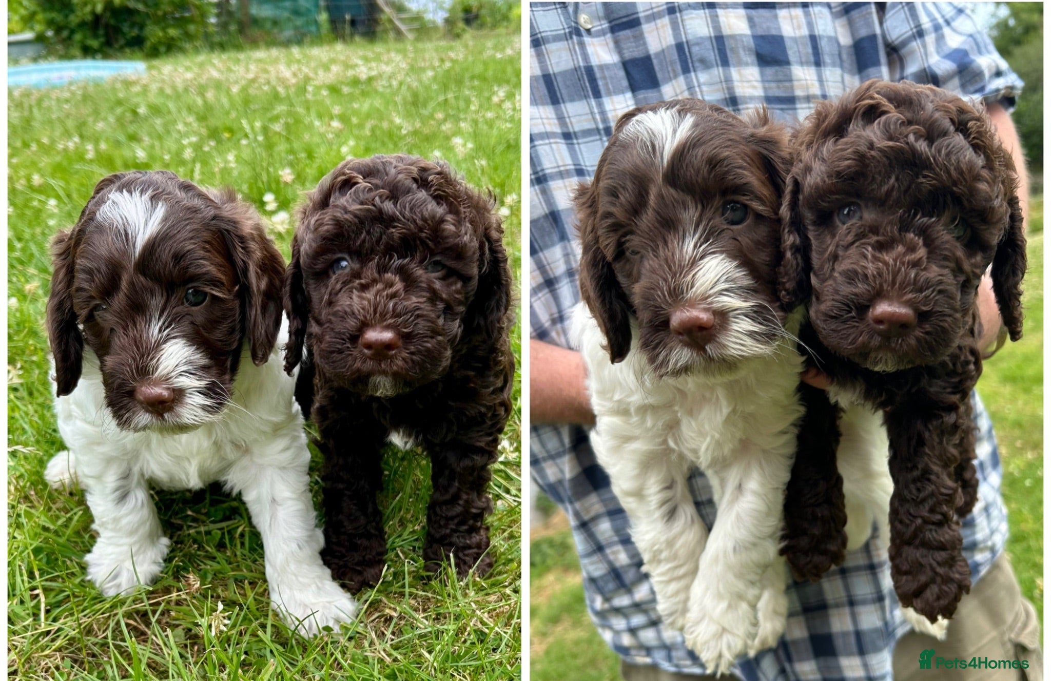 Mixed Breed dogs Double Doodles/Sproodle x Cockapoo - Advert 2