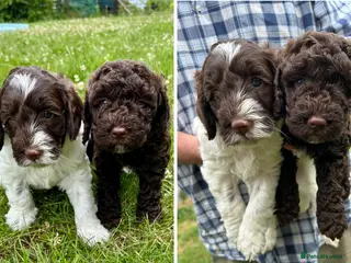 Mixed Breed dogs Double Doodles/Sproodle x Cockapoo - Advert 11