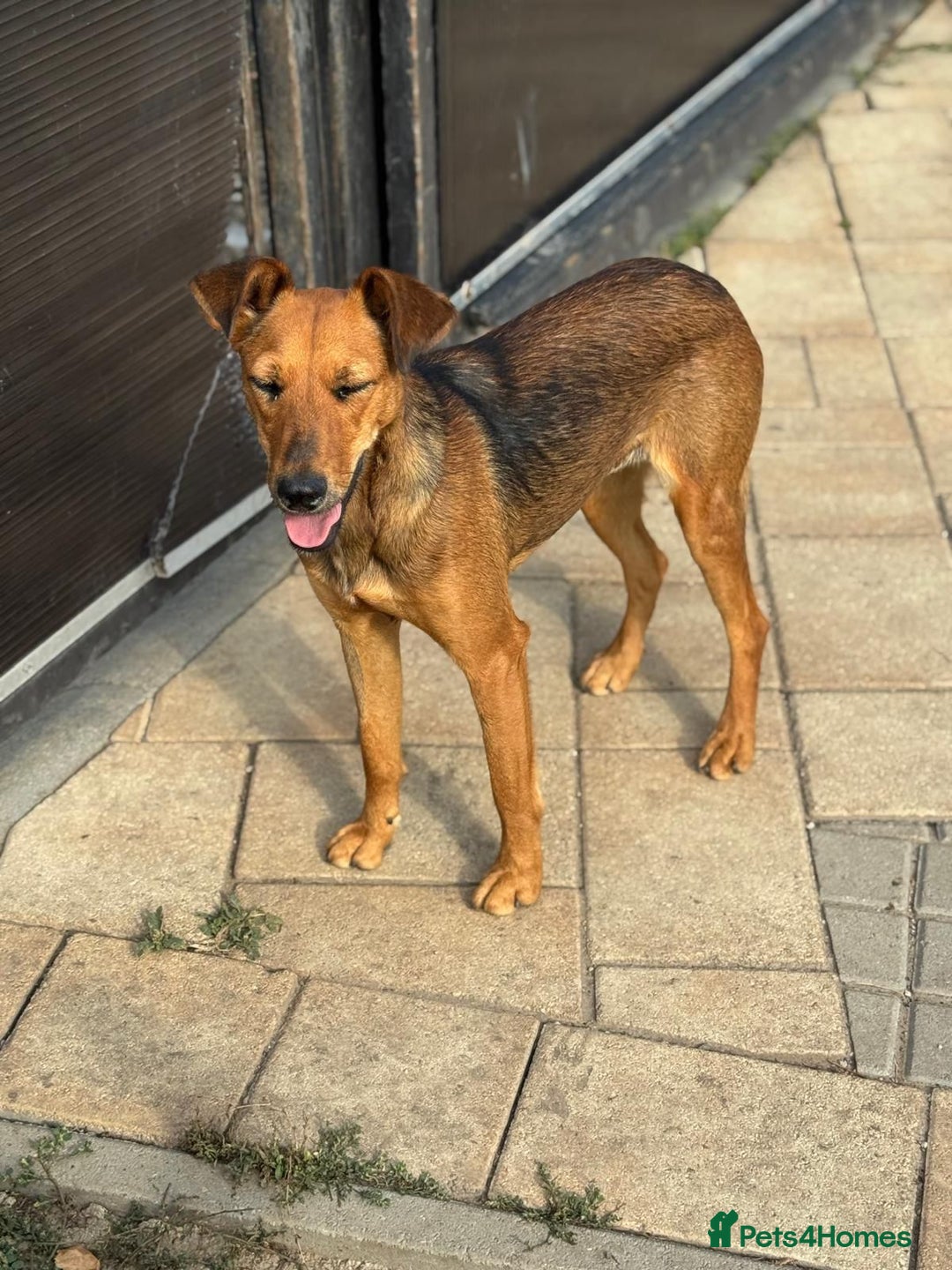 Mixed Breed dogs for adoption: Our lovely Angie, available for cuddles - Image 19