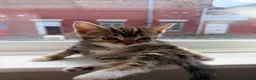 Mixed Breed cats for sale: Female kitten - Advert 3