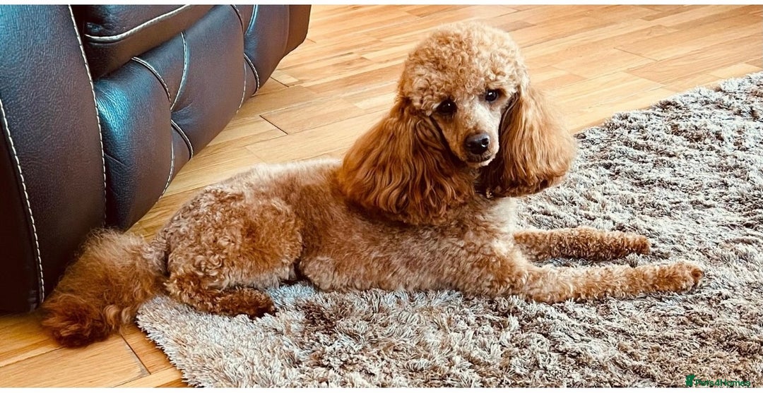 Toy Poodle dogs for sale: Chocolate Merle Kc parents toy poodle female  - Advert 14
