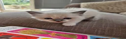 Ragdoll cats for sale: 5 Ragdoll kittens for sale. 6 weeks old.  - Advert 5