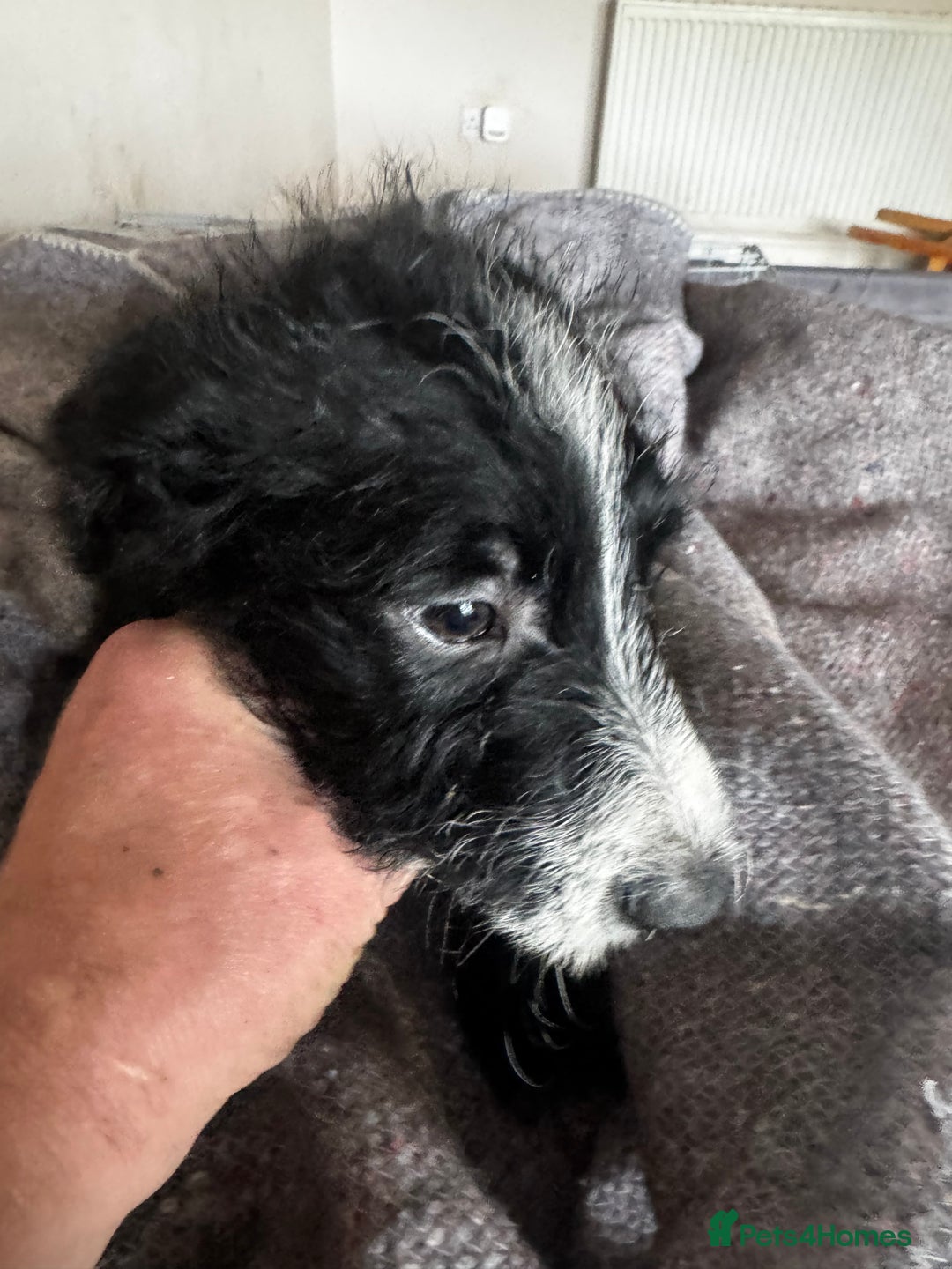 Bordoodle dogs for sale: Bordoodle  - Image 14