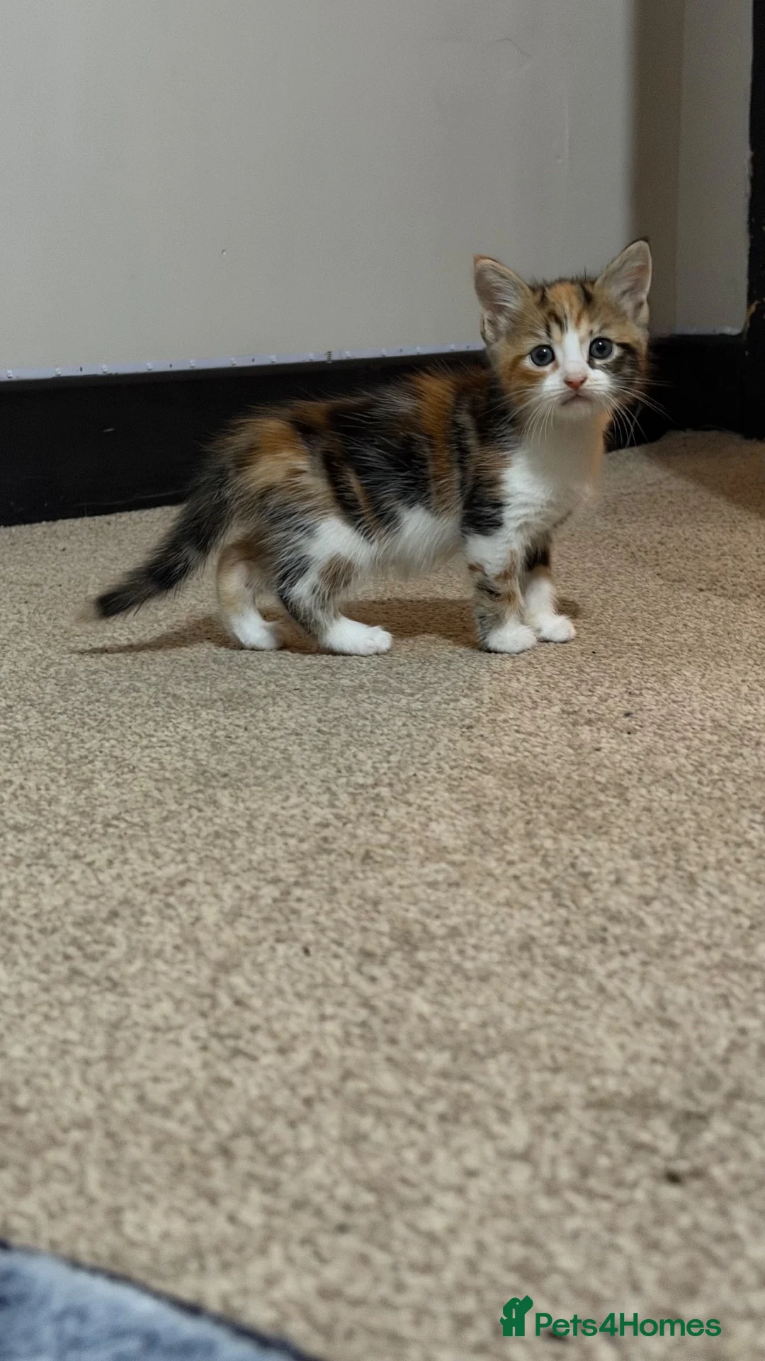 Mixed Breed cats for sale: 4 boy kittens looking for their loving home  - Advert 29