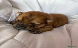 Chow Chow dogs for sale: Baby chow chows  - Image 5