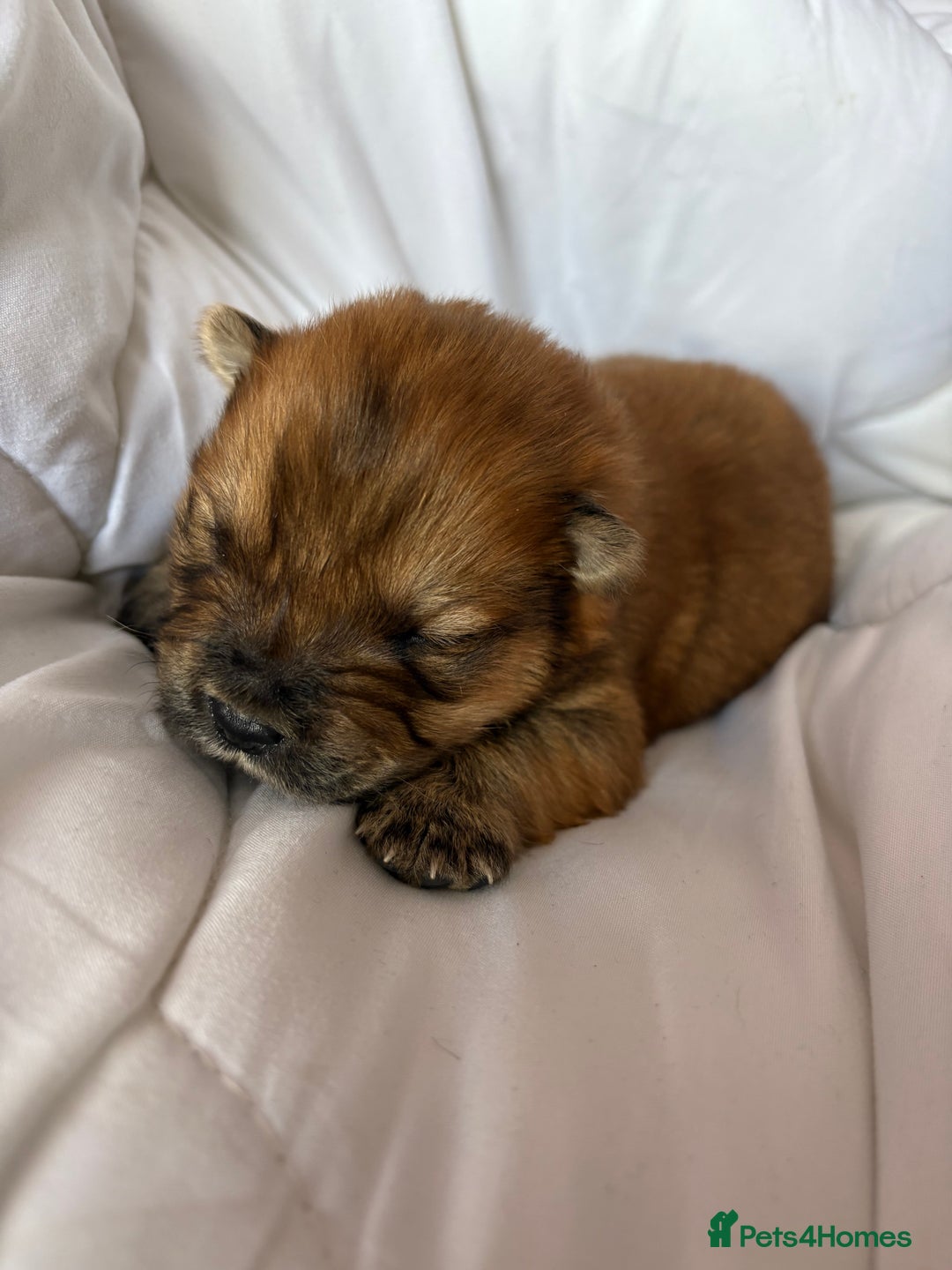 Chow Chow dogs for sale: Baby chow chows  - Image 5