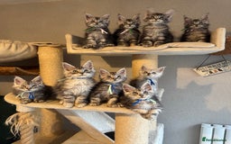 Maine Coon cats for sale: Stunning Maine Coon kittens  - Image 4