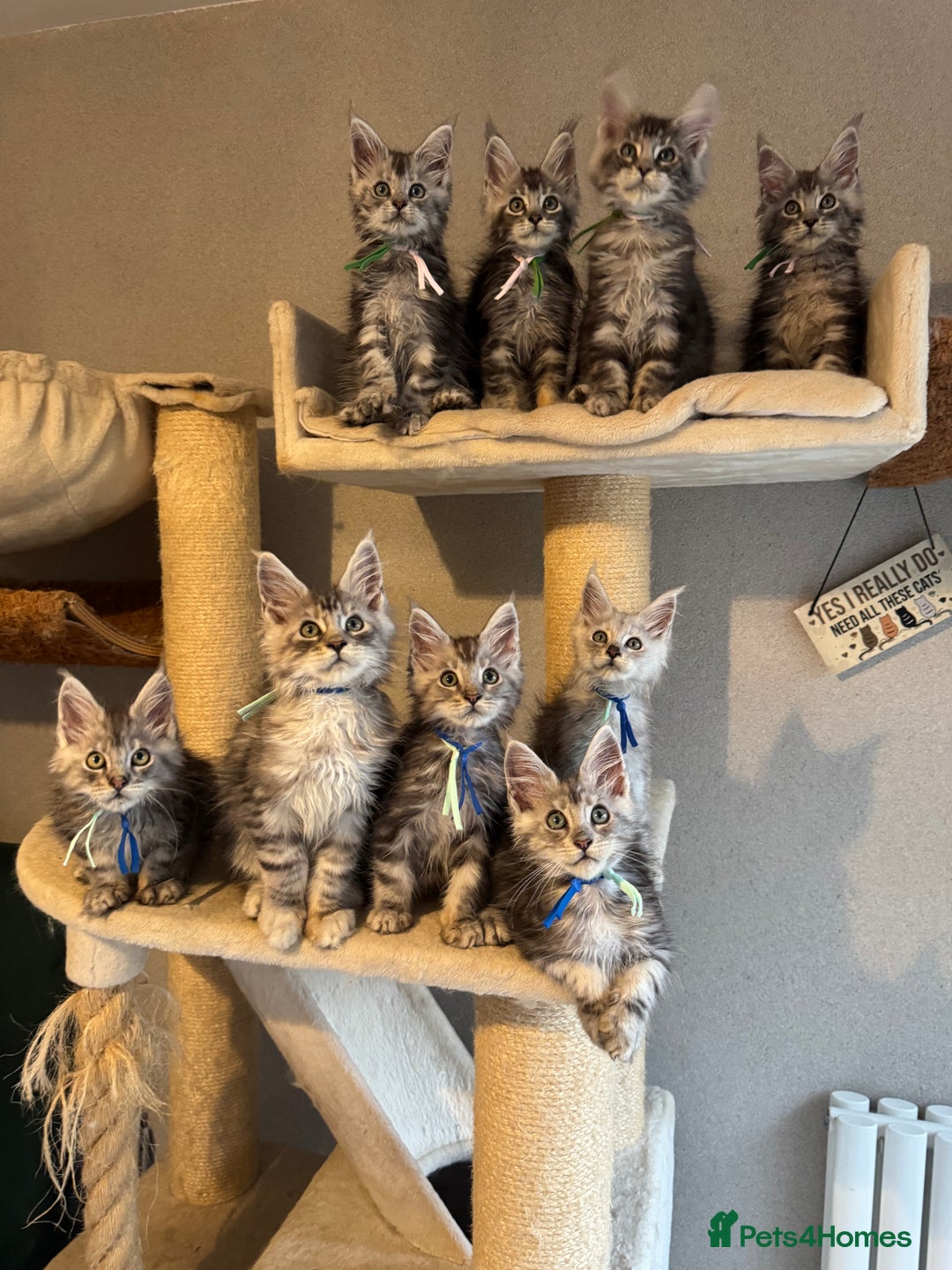 Maine Coon cats for sale: Stunning Maine Coon kittens  - Image 4