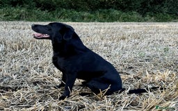 Labrador Retriever dogs for stud: Black Labrador Retriever – At Stud. KC Registered in Salisbury - Image 1