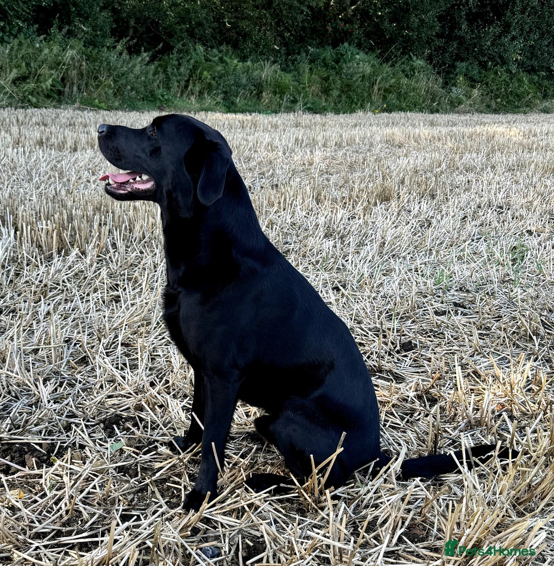 Labrador Retriever dogs for stud: Black Labrador Retriever – At Stud. KC Registered in Salisbury - Image 1