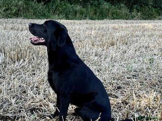 Labrador Retriever dogs in Salisbury - Advert 42