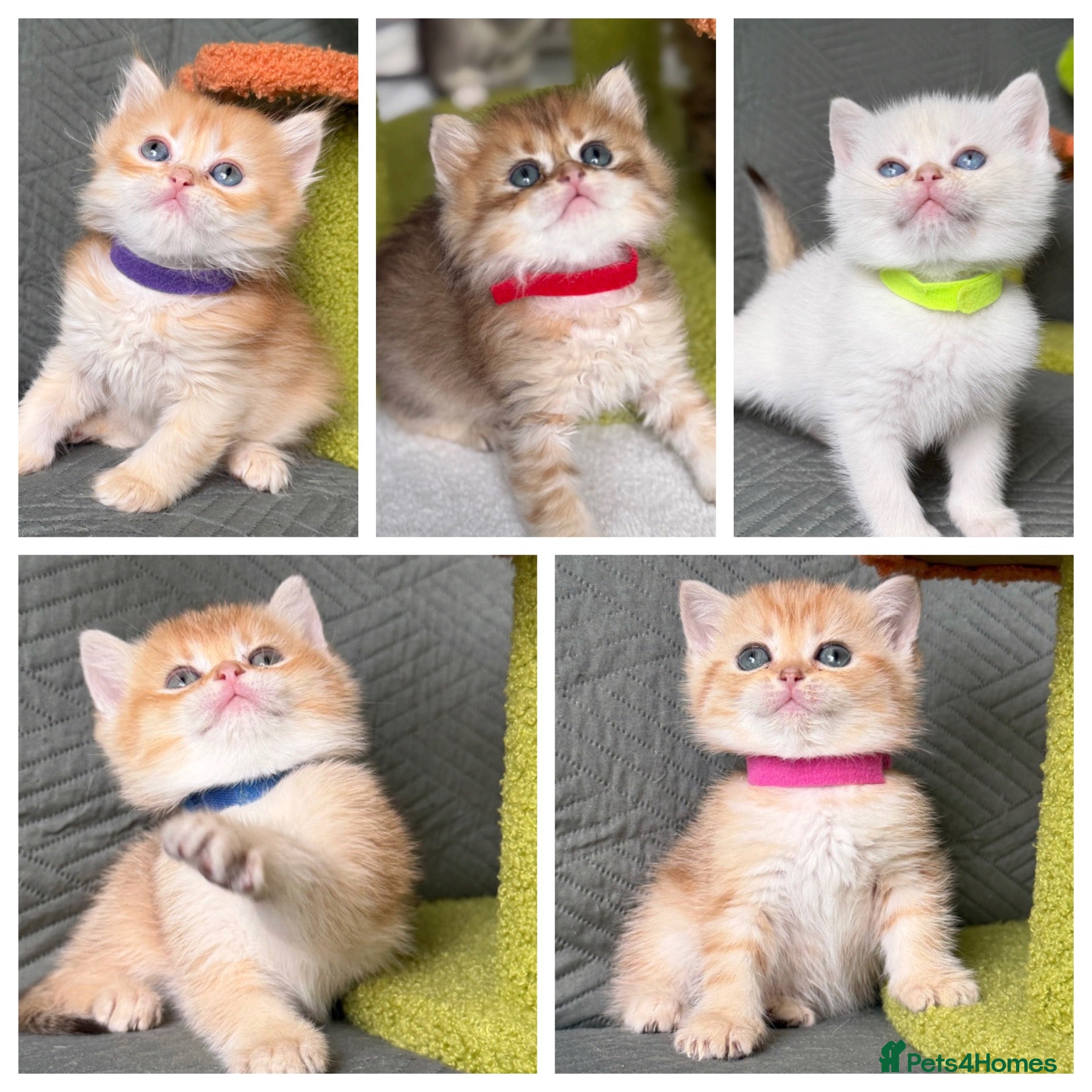 British Shorthair cats British Sh/Longhair golden TICA - Advert 11