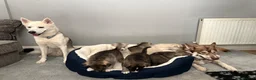Siberian Husky dogs for sale: Siberian Husky Puppies in Liversedge - Advert 1