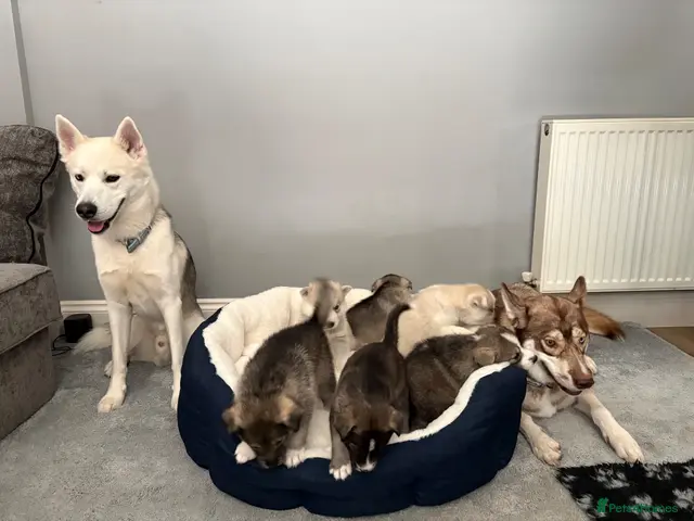 Siberian Husky dogs for sale: Siberian Husky Puppies - Advert 1