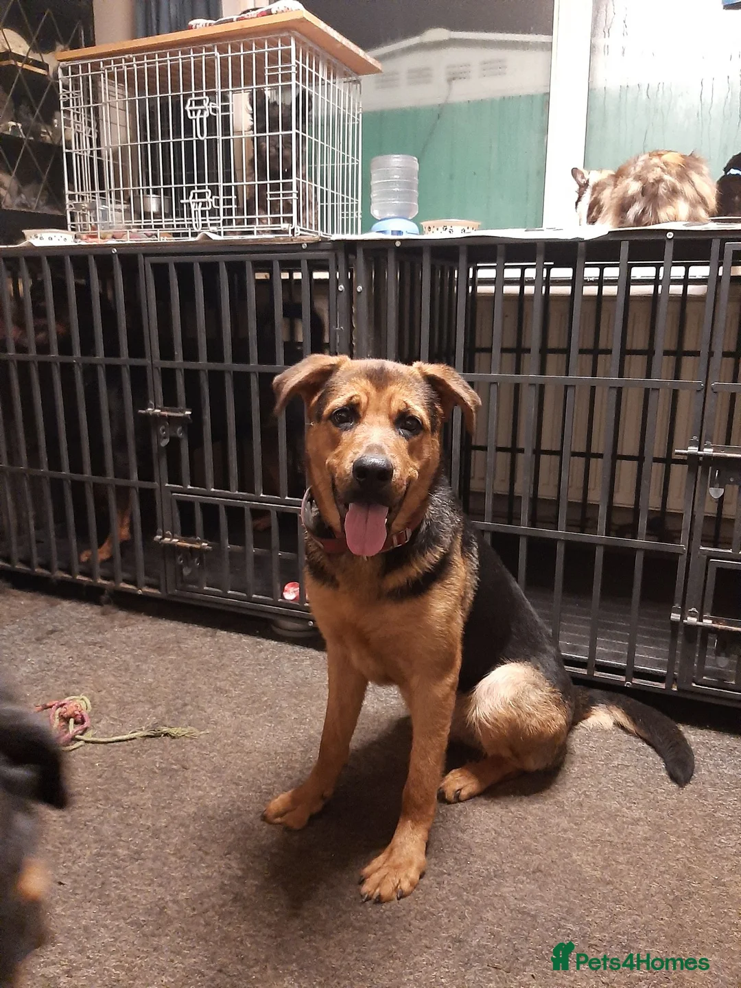 Mixed Breed dogs for sale: Narla  in Droitwich - Advert 10