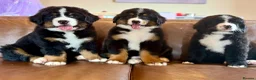 Mixed Breed dogs for sale: Labernese puppies for sale - Advert 1