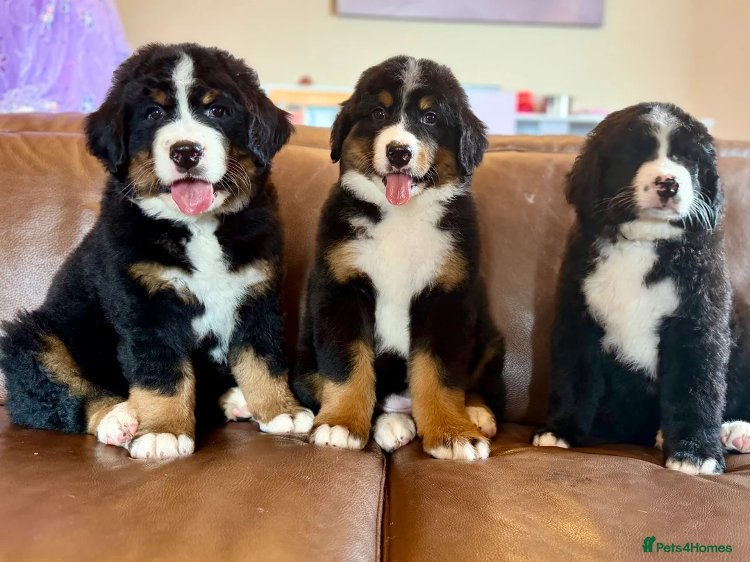 Mixed Breed dogs for sale: Labernese puppies for sale - Advert 1