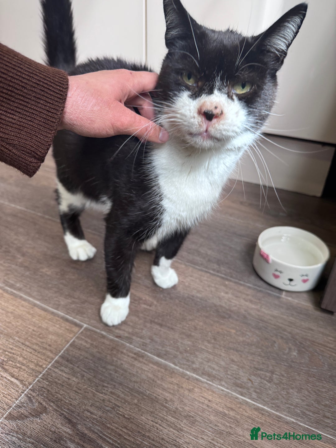 Mixed Breed cats for sale: X2 male cats Batman & Blacky - Image 17
