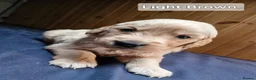 Golden Retriever dogs for sale: Stunning KC Golden Retriever Pups - Advert 8