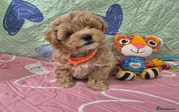 Maltipoo dogs for sale: Small Maltipoo boys ❤️❤️❤️ READY NOW 🫶 - Image 7