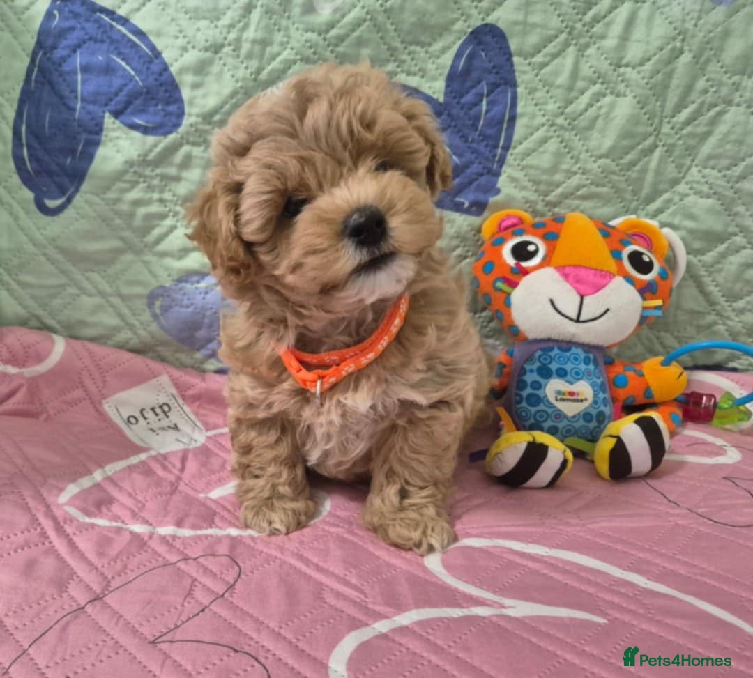 Maltipoo dogs for sale: Small Maltipoo boys ❤️❤️❤️ READY NOW 🫶 - Image 7