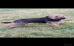 Border Terrier dogs for sale: Last female of the litter left  - Image 4