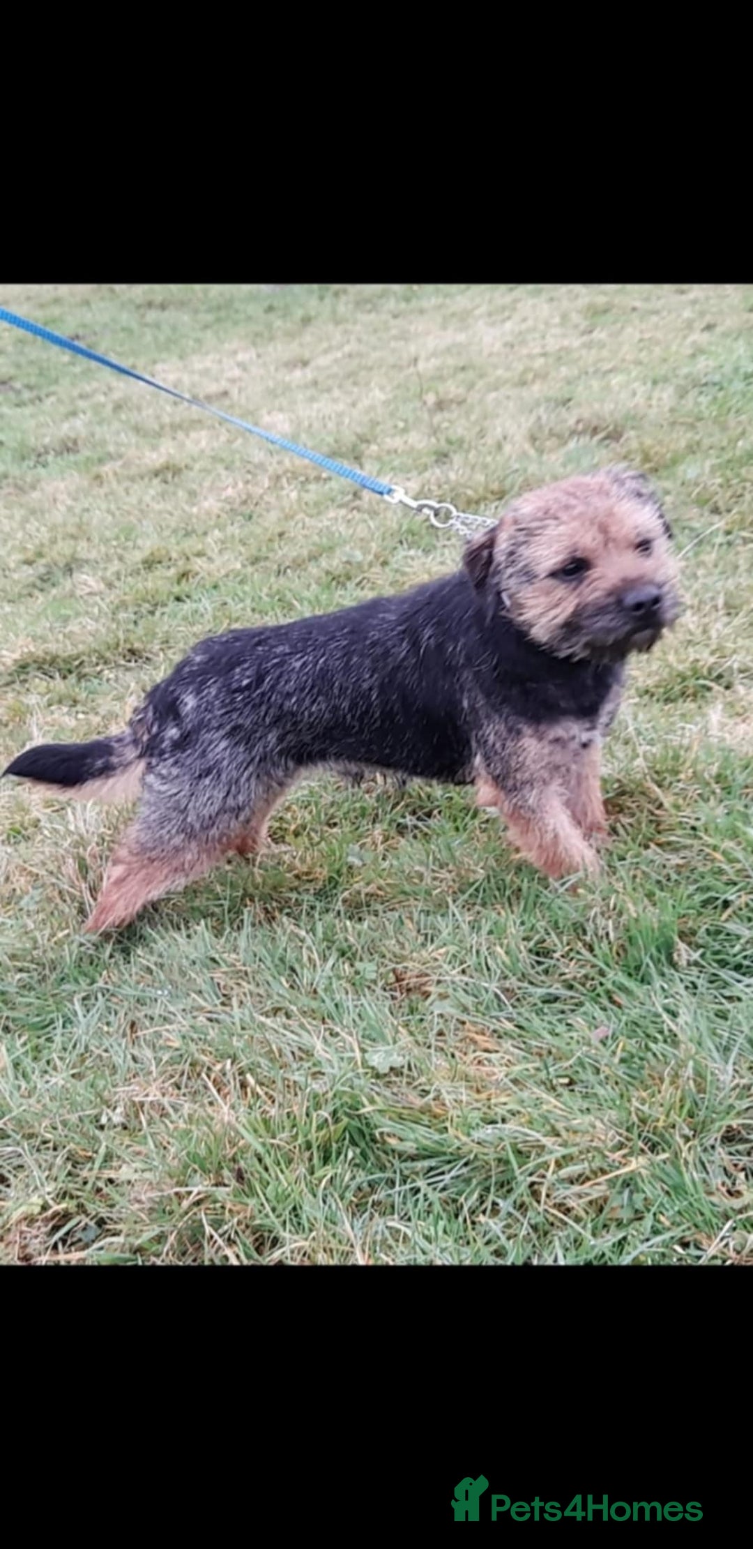 Border Terrier dogs for sale: Last female of the litter left  - Image 4