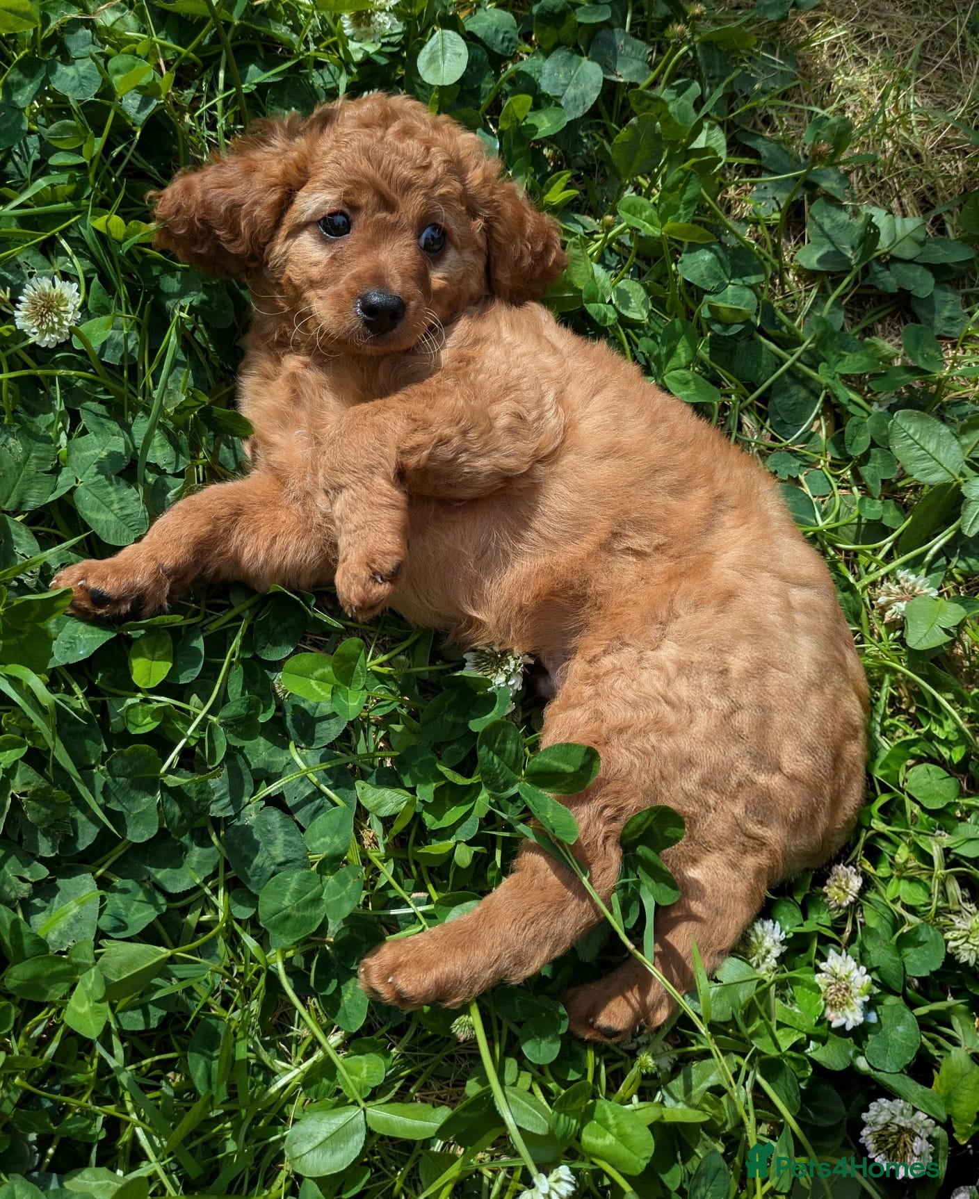 Cavapoo dogs ONLY ONE BOY PUPPY LEFT, price open to negotiation - Advert 2