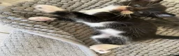 Mixed Breed cats for sale: 2 male kittens ready to leave 3rd September  - Advert 4