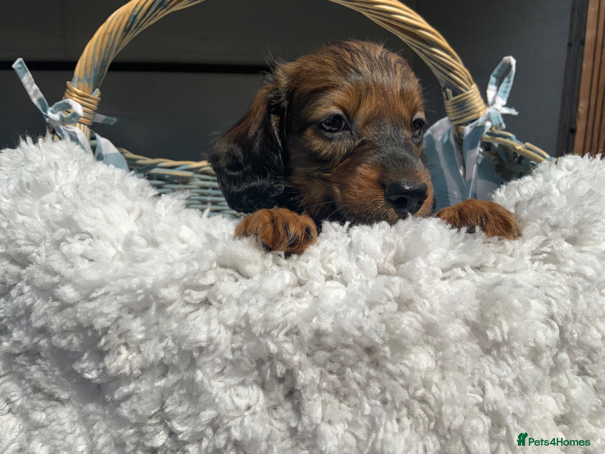 Miniature Dachshund dogs for sale: Miniature Dachshund Puppies 🐶  - Advert 7