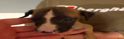 Whippet dogs for sale: Whipped pups - Advert 3