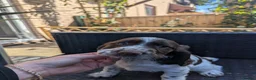 Cocker Spaniel dogs for sale: Cocker Spaniel Worker PUPPY 💙❤️,1BOY💙 ,1GIRL♥️ - Advert 16