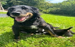 Mixed Breed dogs for sale: Huntaway x Welsh Sheep Dog Male Puppy - Image 3