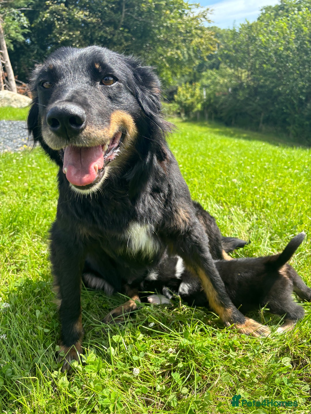 Mixed Breed dogs for sale: Huntaway x Welsh Sheep Dog Male Puppy - Image 3