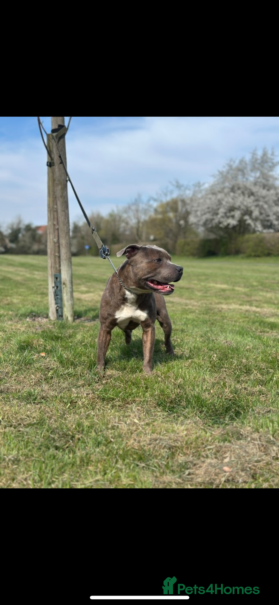 Staffordshire Bull Terrier dogs for sale: 1 puppy left Outstanding dual breeding  - Image 14