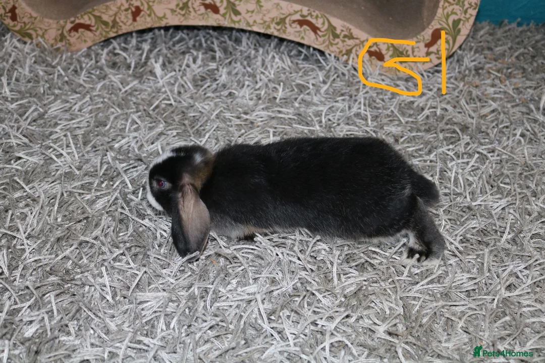Mini Lop rabbits for sale: 5 Mini Lop / Mini Plush Babies - Advert 19