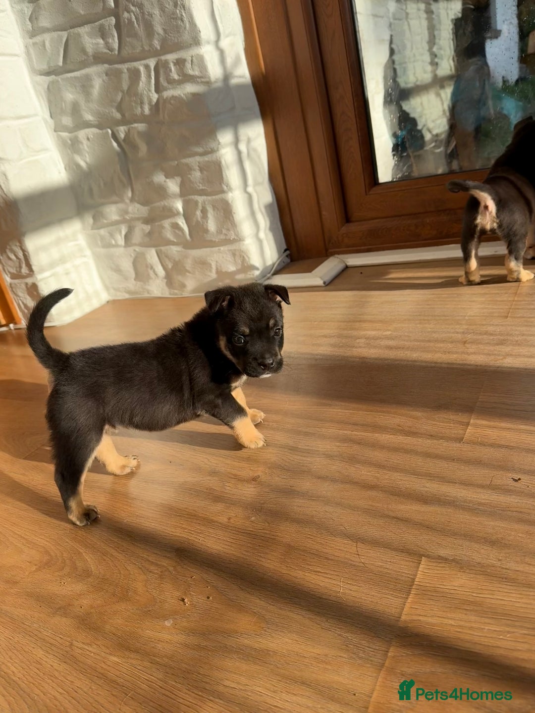 Mixed Breed dogs for sale: Beautiful Bulldog Cross Puppies - Image 4