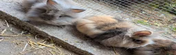 Lionhead rabbits for sale: Lionhead x Netherland dwarfs  - Advert 12