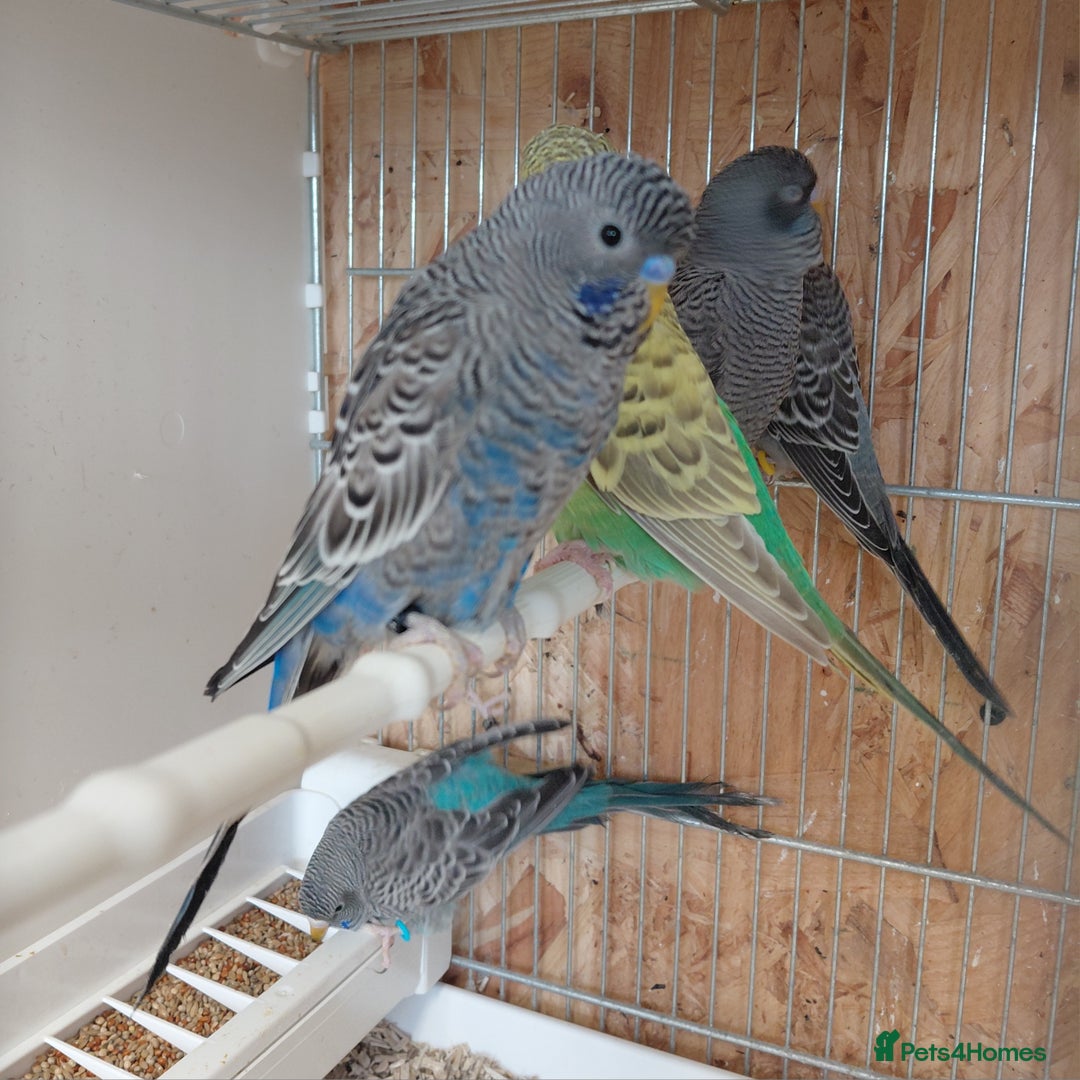 Budgerigars birds for sale: Blackface Budgies - Advert 6