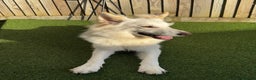 German Shepherd dogs for sale: Adorable White German Shepherd for Rehoming - Advert 3