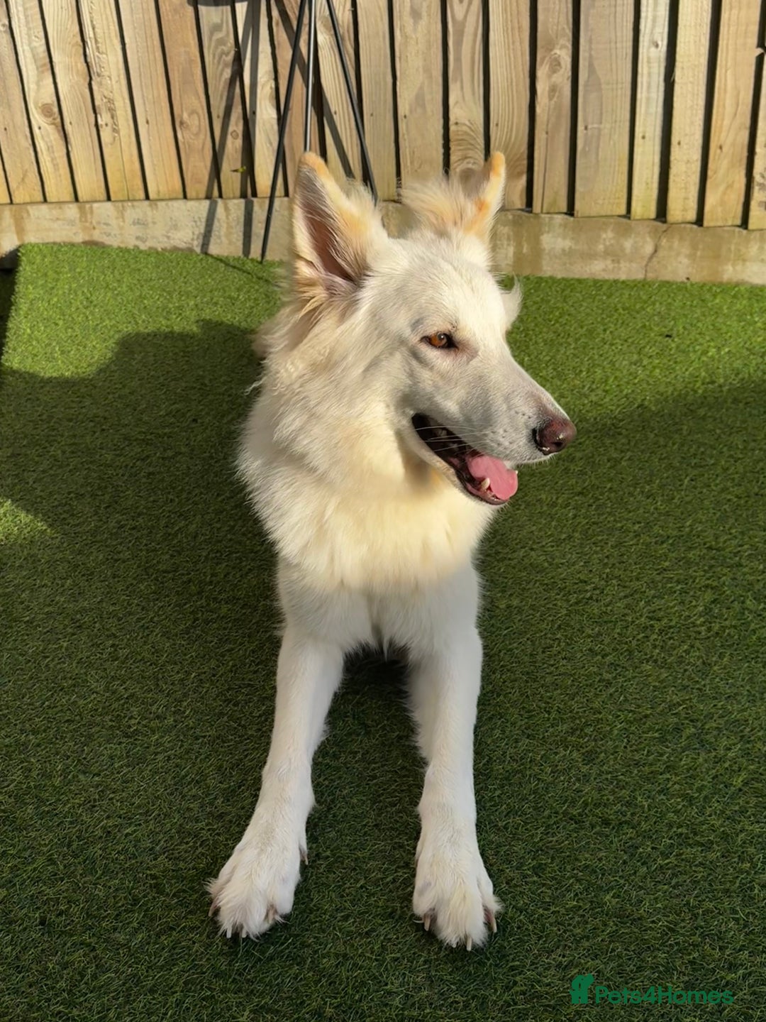 German Shepherd dogs for sale: Adorable White German Shepherd for Rehoming - Advert 3