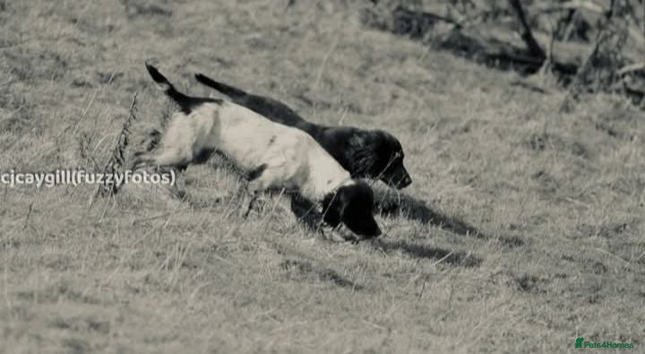 Sprocker dogs Working sprocker pups - Advert 1