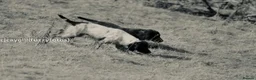 Sprocker dogs for sale: Working sprocker pups - Advert 1
