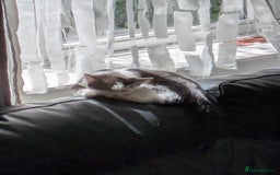 Domestic Shorthair cats for sale: Kind Homes Only – 4 Beautiful Healthy Kittens in Edgware - Image 20