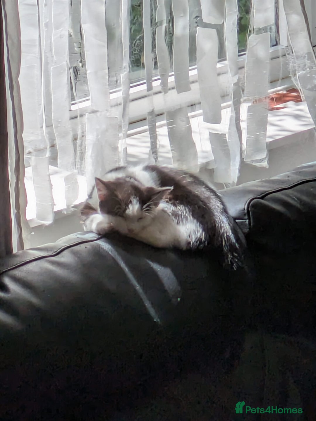 Domestic Shorthair cats for sale: Kind Homes Only – 4 Beautiful Healthy Kittens in Edgware - Image 20