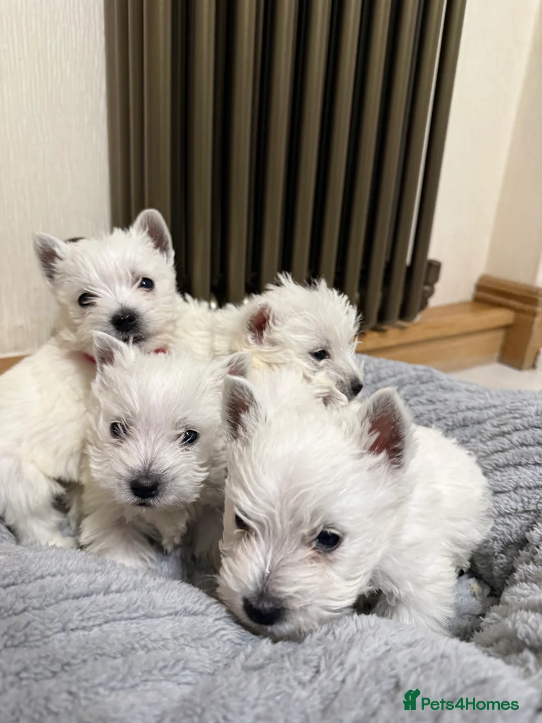 West Highland Terrier dogs for sale: Polish Bloodlines KC Westies.  - Advert 2